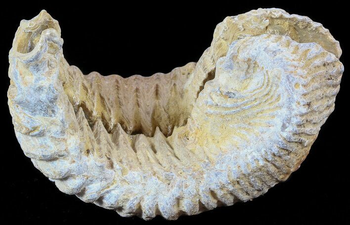 Cretaceous Fossil Oyster (Rastellum) - Madagascar #49884